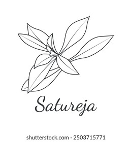 Saturea. Winter or mountain savory (Satureja montana). Spice and herbs. Edible and medicinal plant. Vector illustration in doodle style.