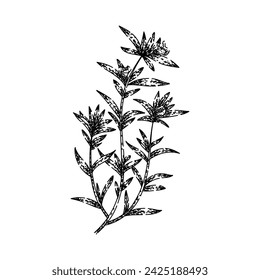 satureja savory hand drawn. plant thyme, pot spice, woman extract satureja savory vector sketch. isolated black illustration