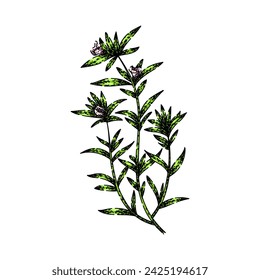 satureja savory hand drawn. plant thyme, pot spice, woman extract satureja savory vector sketch. isolated color illustration