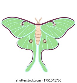 Saturnia moon butterfly isolated on a white background. Vector graphics.