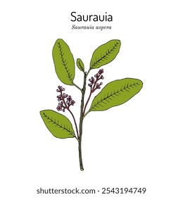 Saurauia (Saurauia aspera), planta comestível e medicinal. Ilustração vetorial botânica desenhada à mão