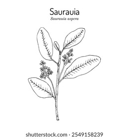 Saurauia (Saurauia aspera), planta comestible y medicinal. Ilustración vectorial botánica dibujada a mano