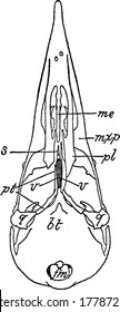 Saurognathous skull of woodpecker, where the posterior part of one palatine is cut away to show the long anterior projection of the pterygoid, vintage line drawing or engraving illustration.