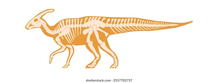 Saurolophus fossils skeleton vector illustration