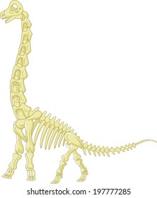 Sauropod skeleton