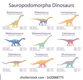 Sauropodomorpha dinosaurs. Colorful vector illustration of dinosaurs isolated on white background. Set of ancient creatures with information of size, weigh, classification and period of living.