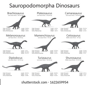 Sauropodomorpha dinosaurs. Monochrome vector illustration of dinosaurs isolated on white background. Set of ancient creatures with information of size, weigh, classification and period of living.