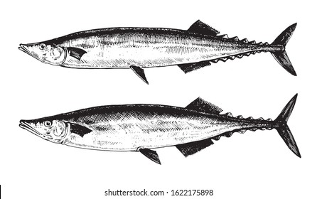 Saury, fish collection. Healthy lifestyle, delicious food. Hand-drawn images, black and white graphics.