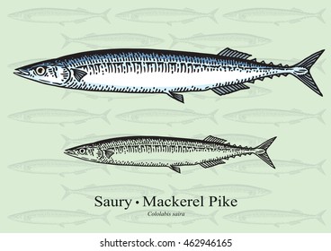 Saury Fish (Mackerel Pike). Vector illustration with refined details and optimized stroke that allows the image to be used in small sizes (in packaging design, decoration, educational graphics, etc.)