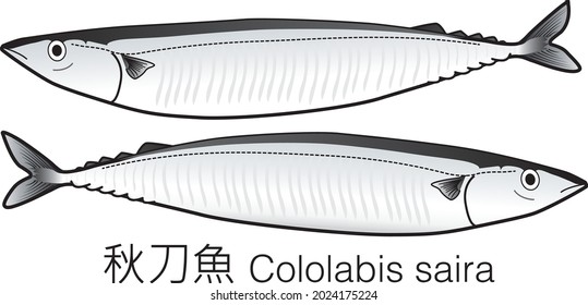 saury a long slender-bodied edible marine fish with an elongated snout.