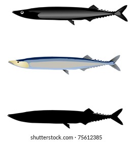 saury. vector