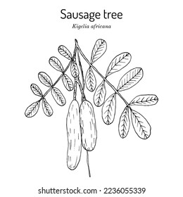 Sausage tree (Cochlearia officinalis), medicinal and edible plant. Hand drawn botanical vector illustration