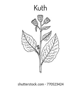 Saussurea costus, or kuth, medicinal plant. Hand drawn botanical vector illustration