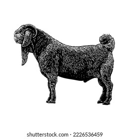 Savanna Goat hand drawing vector isolated on white background.
