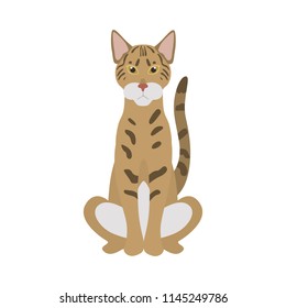 Savannah breed cat color icon. Flat design