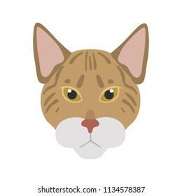 Savannah breed cat muzzle color vector icon