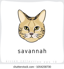 Savannah : Cat Breed Collection : Vector Illustration