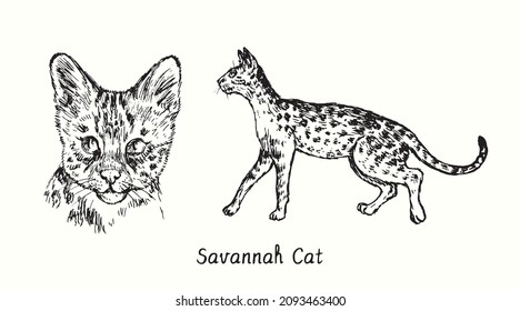 Savannah Cat collection, head front view and standing side view. Ink black and white doodle drawing in woodcut style