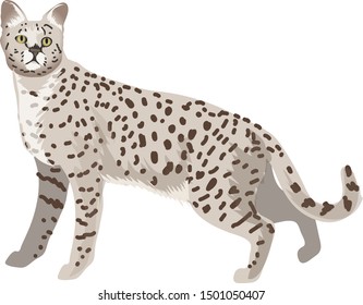 Savannah Cat, Domestic mix African Wild Feline - Vector