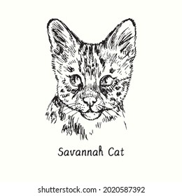 Savannah Cat face portrait. Ink black and white doodle drawing in woodcut style.