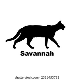 Savannah cat silhouette. Cat breeds vector. Pet. Animal