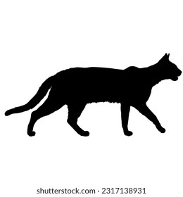 Savannah cat silhouette cat breeds vector