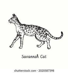 Savannah Cat standing side view. Ink black and white doodle drawing in woodcut style.
