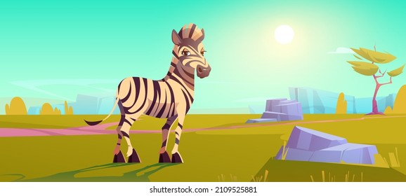 Savannah with cute zebra, acacia trees and green grass. Vector cartoon illustration of african savanna landscape with funny horse with white and black stripes. Safari park with wild animals