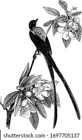 Savannah Flycatcher is notable for its long and forked tail, vintage line drawing or engraving illustration.