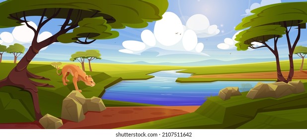 Savannah with lioness near river, acacia trees and green grass. Vector cartoon illustration of african savanna, tropical landscape with water stream, stones and lion on shore