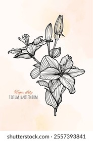 Save the date Tiger Lily line art A4 format. Elegant design in black over beige background with hand drawn tiger lily flowers. Vector design easy to edit ready to be used.