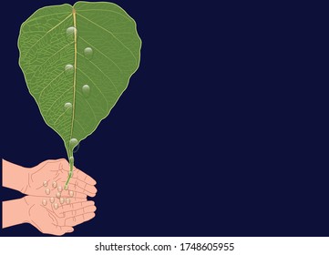 save water. water drops dripping on Ficus religiosa or sacred fig. to beg for water 