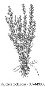 Savory drawing, hand drawn herb on white background, vector illustration