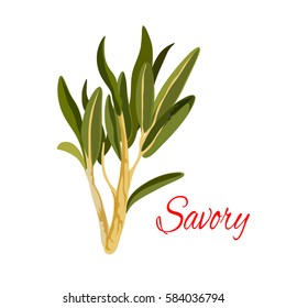 Savory icon. Herbal spice, green savoury mint herb or vegetable for culinary condiment, salad dressing or flavoring ingredient. Isolated vector piquant plant branch