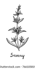 Savory ink sketch. Isolated on white background. Hand drawn vector illustration. Retro style.