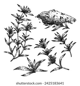 conjunto de sabores dibujado a mano. satureja de alimentos, tomillo de plantas, especia de olla sabrosa ilustración vectorial. ilustración negra aislada