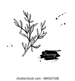 Savory vector hand drawn illustration. Isolated spice object. Engraved style seasoning. Detailed organic product sketch. Cooking flavor ingredient. Great for label, sign, icon