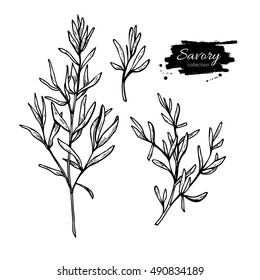 Savory vector hand drawn illustration set. Isolated spice object. Engraved style seasoning. Detailed organic product sketch. Cooking flavor ingredient. Great for label, sign, icon