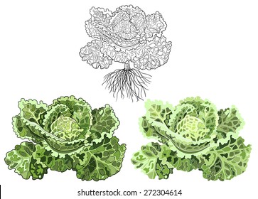 Savoy cabbage (Brassica oleracea)