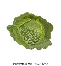 Savoy cabbage head, flat style vector illustration isolated on white background