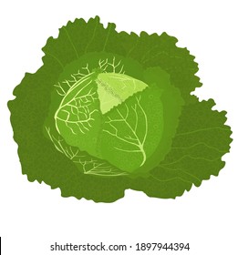 Savoy Cabbage. Hojas verdes de encía. cierre de cabeza de col. Verduras para ensaladas. Aislado sobre un fondo blanco.