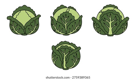 Savoy Cabbage Line art vector minimal bold abstract color