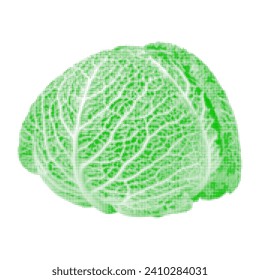 savoy cabbage one, isolated on white background