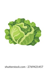 savoy cabbage vector illustration isolated on white background