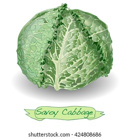 Savoy cabbage vector isolated on white 