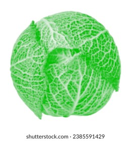 Savoy cabbage vegetable, one, isolated, from circle dots of different sizes on white background