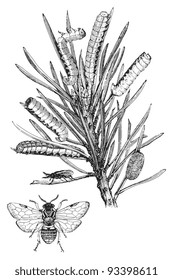 Saw fly (Lophyrus pini) / vintage illustration from Meyers Konversations-Lexikon 1897