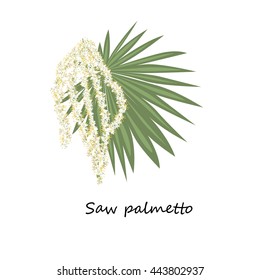 Saw Palmetto Flower. Botany Set Herbs. Illustration Of Flower Isolated On A White Background. Vector Eps10