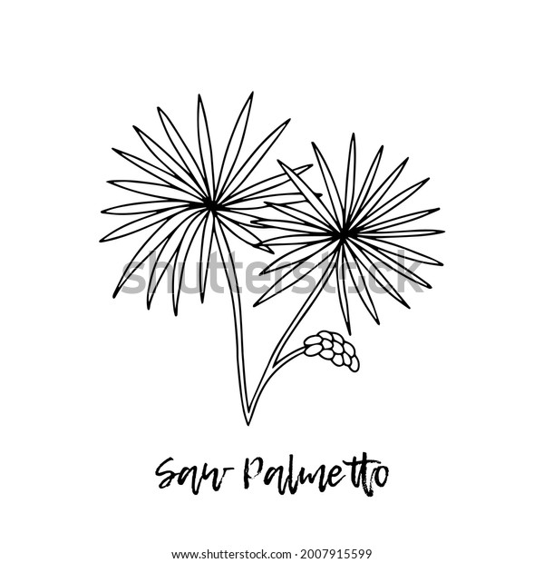 Saw Palmetto. Herbal\
illustration. A medicinal plant. Ayurvedic herbs, medicines.\
Ayurveda. Natural herbs. The style of doodles. Medicines for health\
from plants.