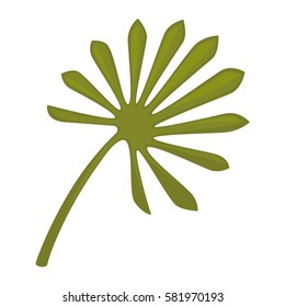 Saw palmetto leaf isolated on white background. Serenoa repens sole big green leaf. Realistic vector illustration of pot plant widely used in home decor, big leaves for flower bouquets composition